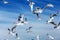 Hungry gulls circling over the winter beach in search of food on