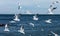 Hungry gulls circling over the winter beach in search of food on