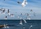 Hungry gulls circling over the winter beach in search of food on