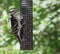 Hungry Hairy Woodpecker