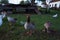 Hungry hissing wild greylag geese waiting to be feeded with pastry