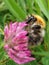 Hungry honey bee on a red flower.