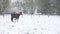 A hungry horse in a heavy snow storm trying to find grass and hay to eat under a heavy falling of snow and frozen ground