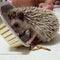 Hungry hungry Hedgehog