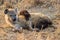 Hungry hyena pups drinking milk from mother suckle