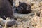 Hungry hyena pups drinking milk from mother suckle