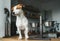 Hungry Jack Russell Terrier dog stand on the table near empty food bowl and asks for food