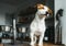 Hungry Jack Russell Terrier dog is standing next to his empty food bowl and waits for food