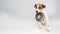 Hungry jack russell terrier holding an empty bowl on a white background. The dog asks for food.