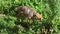 Hungry jackal sniffing bushes in forest. Two golden wolves hunting in national park in wild nature