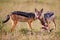 Hungry Jackals eating their prey on a savannah in Africa