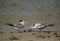 A hungry Juvenile Greater Crested Tern getting close to a adult