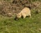 Hungry juvenile Prairie Dog, Cynomys ludovicianus, searching for tasty tidbits in grass