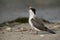 A hungry juvenile White-cheeked Tern calling at Busaiteen coast, Bahrain