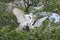 Hungry Juvenile White Heron Biting On Its Mother`s Beak