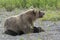 Hungry Kamchatka brown bear lies on pebbles and looking around