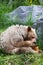 A hungry Kermode Bear eating honey