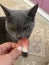 Hungry kitten nibbles watermelon. Healthy lifestyle