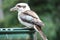 Hungry kookaburra