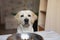 Hungry labrador with bowl of dog food ready to eat, sitting at table waiting