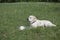 Hungry labrador with bowl of dog food ready to eat. waiting for permission