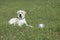 Hungry Labrador dog lies near bowl of food on grass in yard, waiting for permission from owner