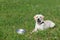 Hungry Labrador dog lies near bowl of food on grass in yard, waiting for permission from owner