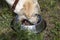 Hungry labrador retriever eating dog food from metal bowl