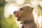 Hungry labrador retriever puppy licking lips in park