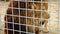 Hungry lion behind cage looking around