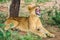 Hungry lion in Tarangire Park, Tanzania