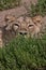 Hungry lioness squinted in ambush while hunting for a bunch of grass