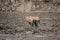 Hungry Lioness walking across charcoal muddy dried up waterhole