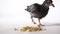 A Hungry Little Bird on a White Background Runs up to the Grain and Eats 4K.