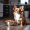 hungry little dog siting on the ground with a filled bowl