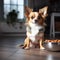 hungry little dog siting on the ground with a filled bowl