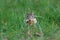 Hungry Little Eastern Chipmunk in Fall Eating An Acorn