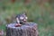 Hungry Little Eastern Chipmunk in Fall Eating Acorns