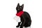 Hungry little metis cat wearing christmas scarf and sticking out tongue