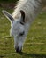 Hungry llama, Lama glama, grazing on green grass