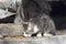 A hungry lonely street cat eagerly eats food brought to him on a concrete stone. Blurred background