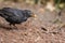 Hungry male blackbird close-up. Garden bird foraging for worm food