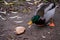 A hungry male mallard duck reaching for a dry piece of bread