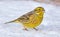 Hungry male Yellowhammer stands on the snow near the grain food in sunny winter day