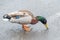 Hungry Mallard Duck Looking for Food with a  Carelessly Discarded Cigarette End Close By