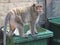 Hungry monkey try to find food at dirty garbage bin