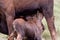 Hungry Moose calf at Alaska Glacier Lodge, Alaska