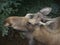 Hungry Moose Eating Spruce Needles