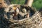 Hungry newborn thrush`s chicks are opening their mouths asking for food