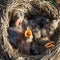 Hungry newborn thrush`s chicks are opening their mouths asking for food lying in a nest